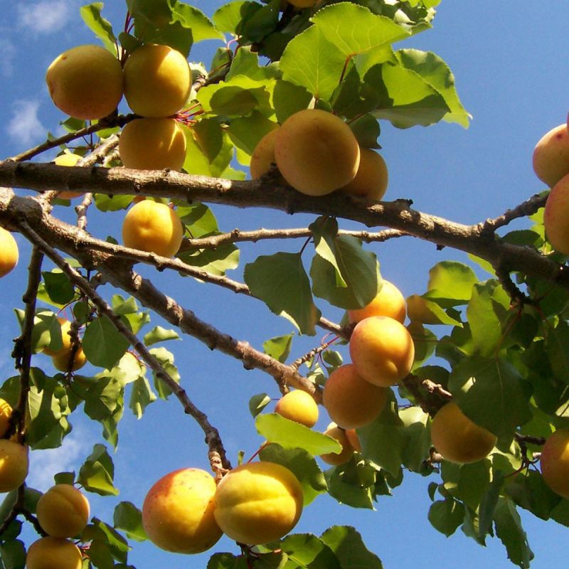 Как вырастить абрикосы из косточек: секреты успешного садоводства