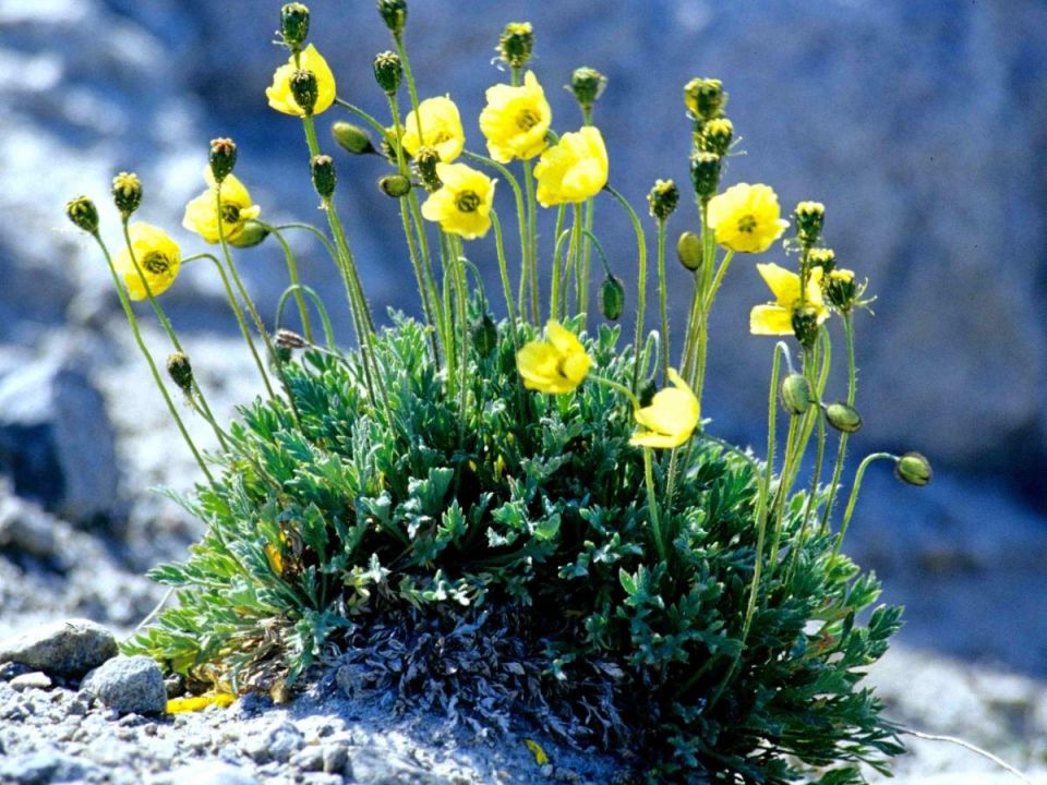 ����������� �������: ��� ������� ����� ����� � �������� ����� � �������� ����� ����