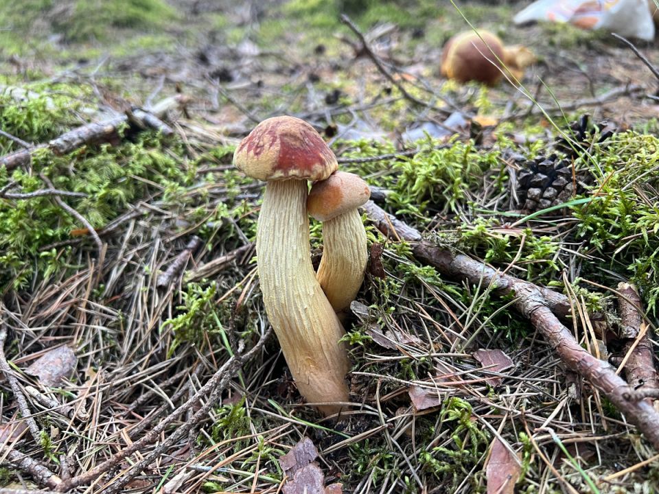 ������� ����������� �� �������� ����: ��� ����� ���������� ��������� � 2025 ����