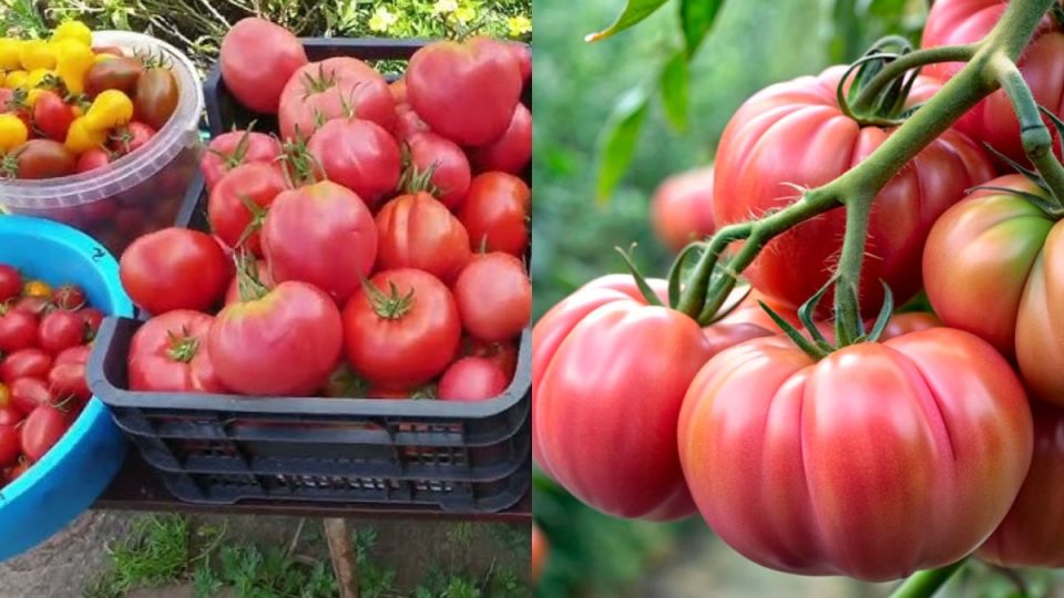 Теперь собирайте до восьми килограммов с квадратного метра: лучшие сорта томатов для вашего огорода