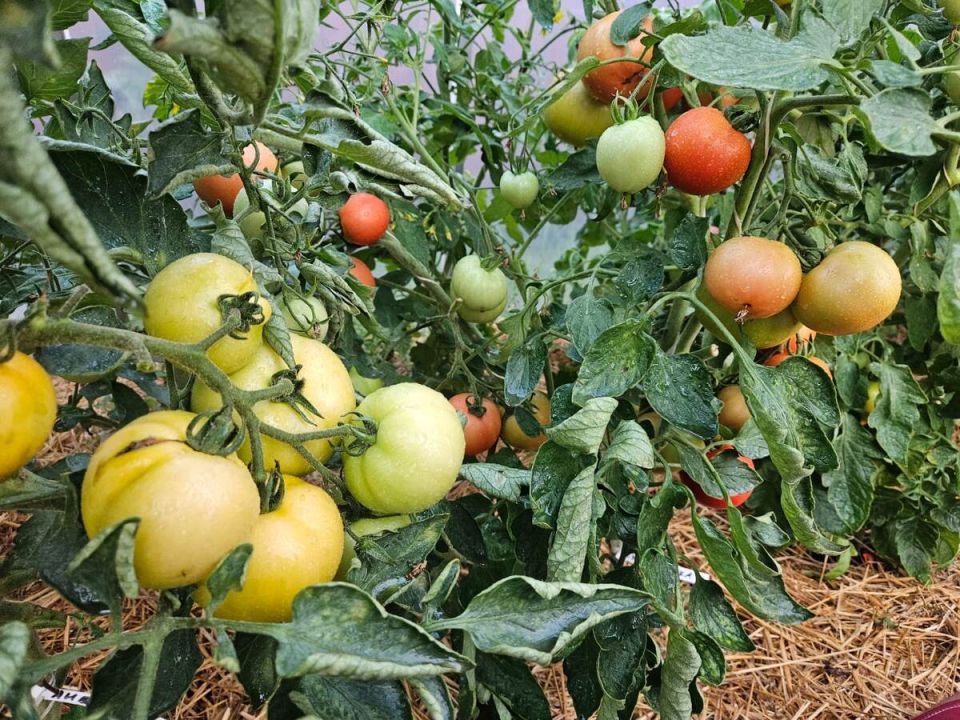 Как избежать вершинки: секреты здорового урожая овощей