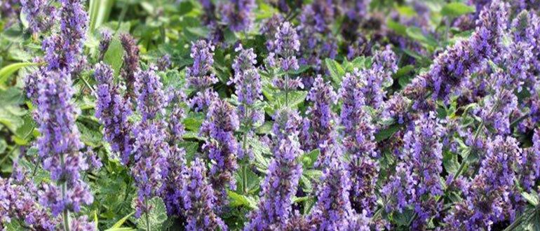 �������� ���� ��������� ������� � ������� ����� ����� ��������