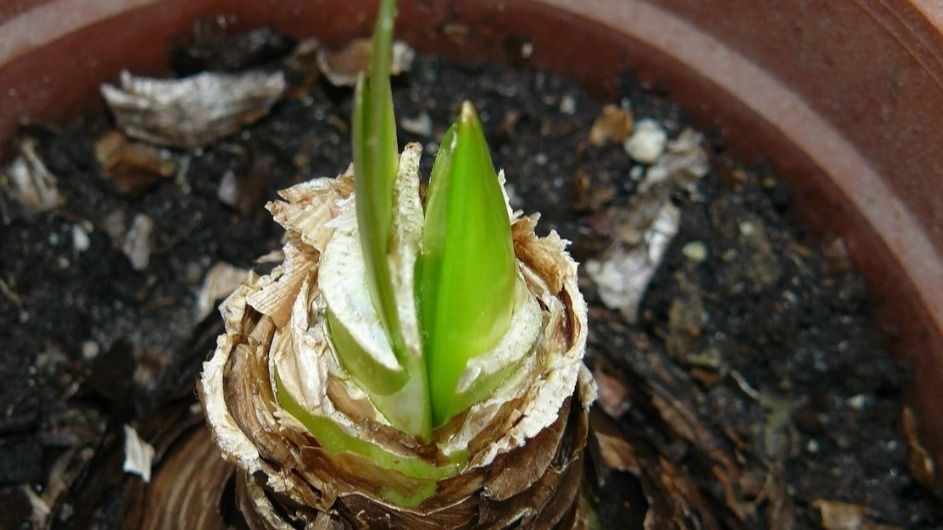 ��� �������� ������ �������� ������������: ������� ��������� �����������