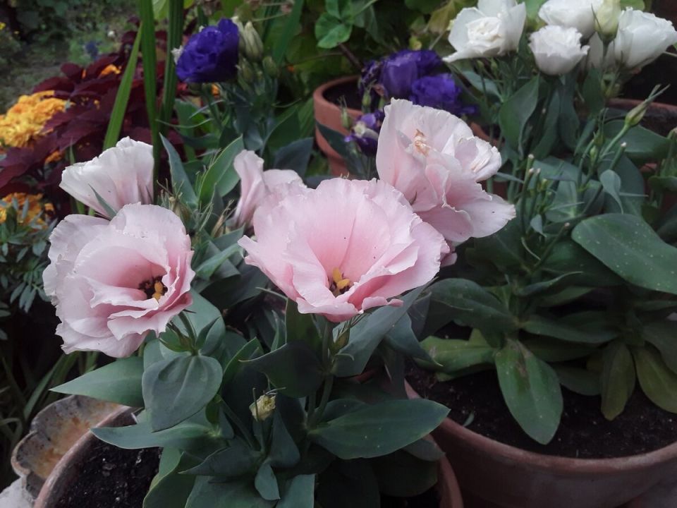 ������� ��������: ������������ �����, ������� ������� ���� ������