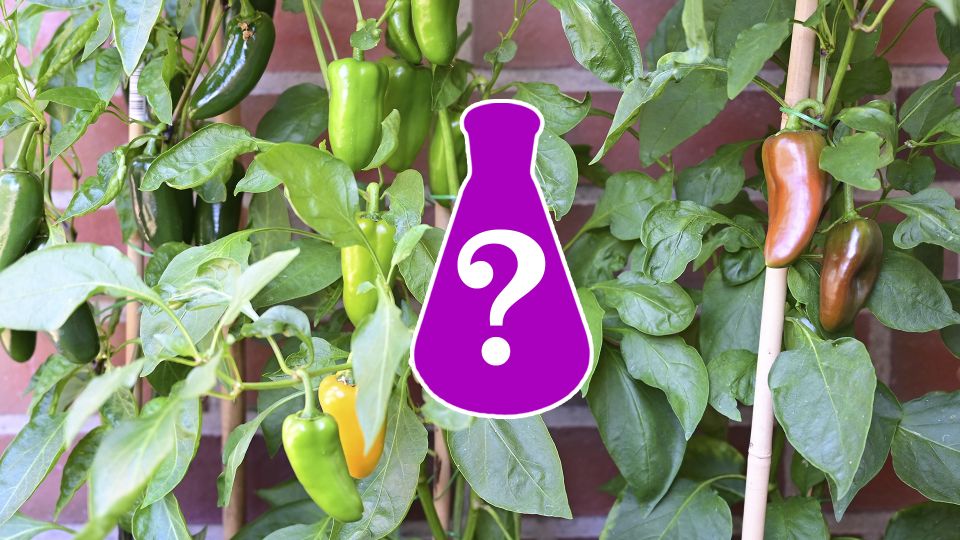 ������ ������ ����� ������, ��� � �������: �� ����� ���� ������� �� ��� ���