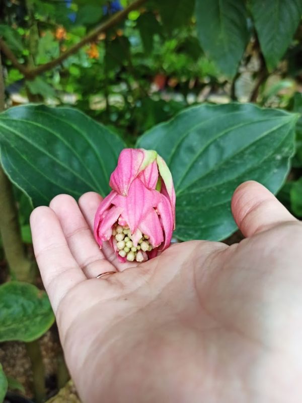 ��������� ����������: ������������ ��������� ��� ������ ���������