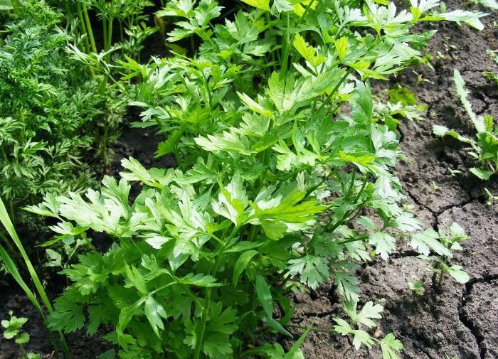 ����� ����� ����� ������ ������ � �������� ���������?