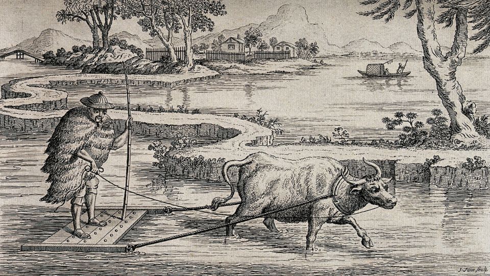 От поля до тарелки: как на самом деле выращивают рис