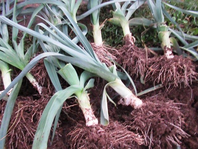 ������� ��������� ������ ���� �����: ������ ������ � ������������