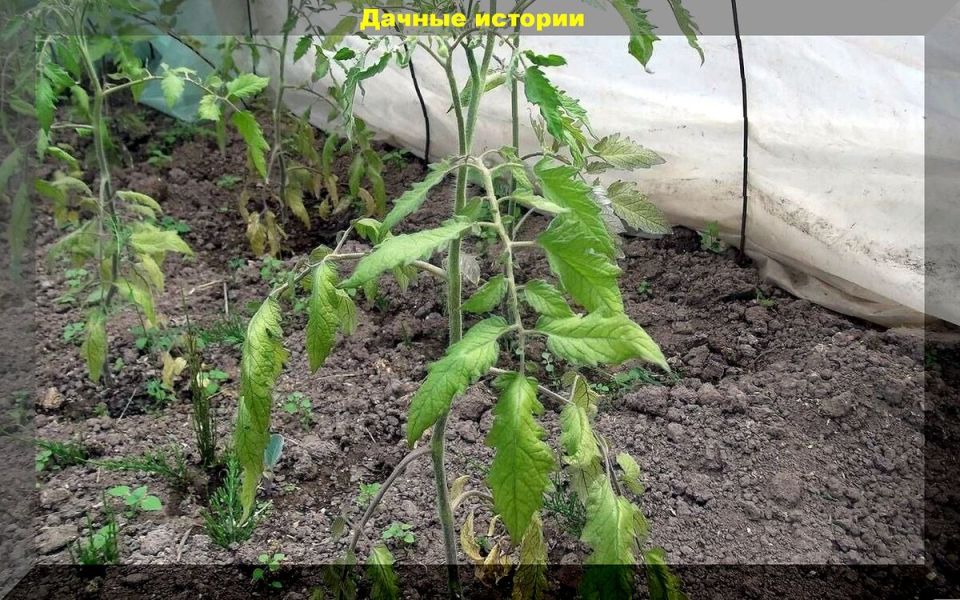 ��� ���������� ������� ��� ������: ������ ��� �����������