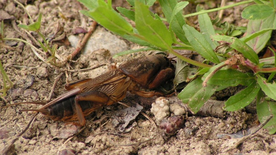 ��� ���������� � ��������� �� �������: ������ � ������������