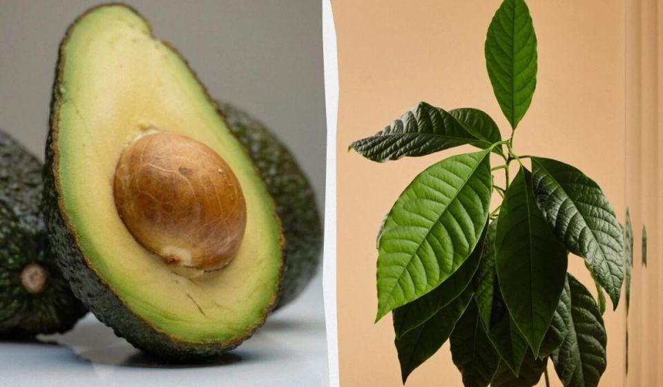 Как успешно вырастить авокадо дома: девять основных секретов