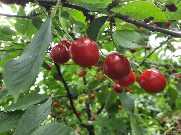 Как понять нужную подкормку плодовым деревьям весной и осенью