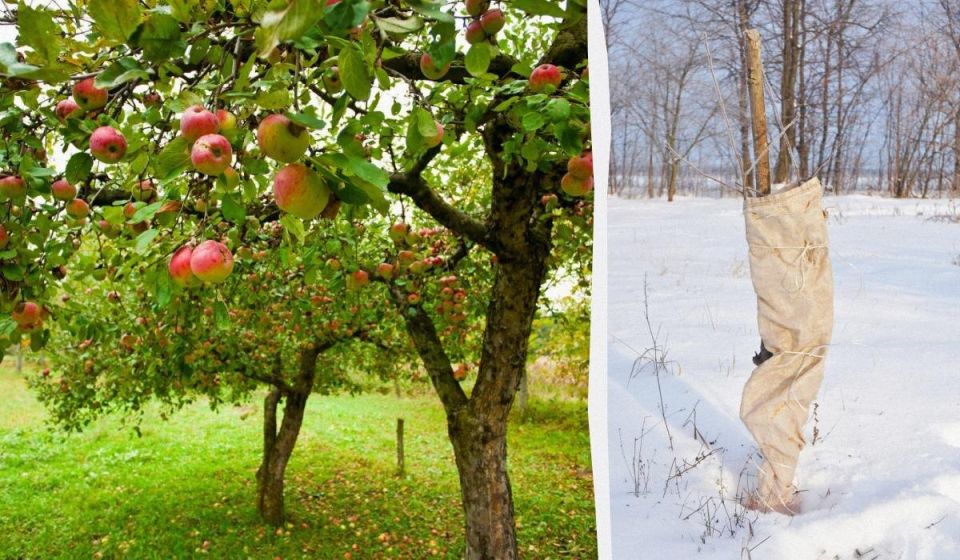 ��� ������ ������ �� ����: ������ ��� �������� ������