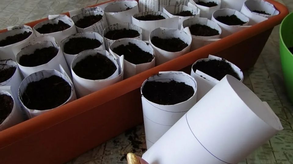 ��� ����������� ���������� �� ��������� ���������� �������� ��������� ������� � �������� ��������