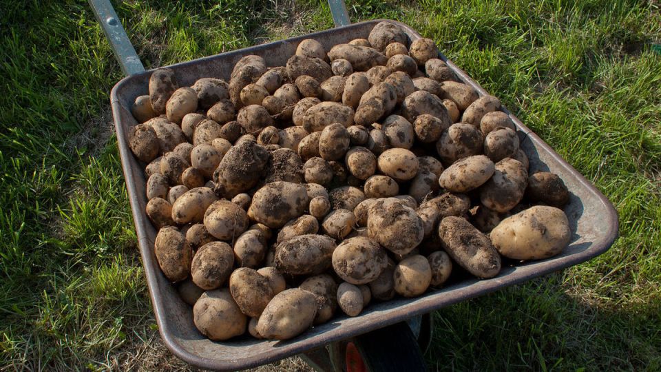 Наблюдение о цветении картофеля и его влияние на урожай