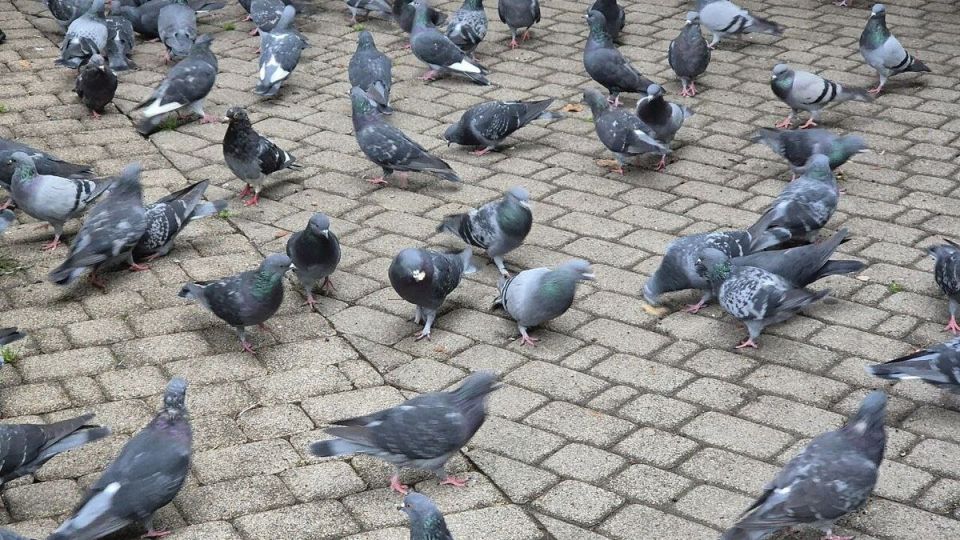 ����, ������� �� ��������� � ����: ��������� ���������� �������� �������� �� �����