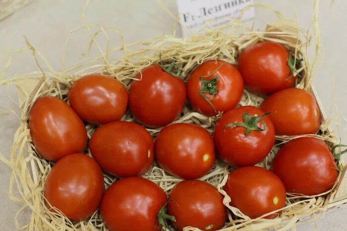 Томат Лезгинка: спокойный взгляд на ранний урожай мясистых плодов в теплице