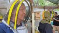 В России прогнозируют медовый кризис