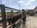 В Калмыцком госуниверситете на оценочной станции РНПЦ прошла первая комплексная сравнительная оценка животных - бонитировка бычков калмыцкой породы