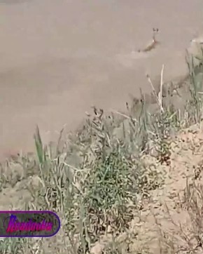 В Саратовской области прописалась новая статья нелегальных мигрантов — сотни сайгаков сбежали из Казахстана в Россию