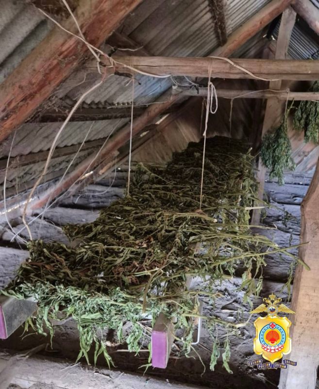 "Чрезмерная забота" о растениях привела к уголовному делу: 65-летний житель Лаганского района, готовя урожай к осени, решил заодно вырастить и кусты дикорастущей конопли у себя во дворе