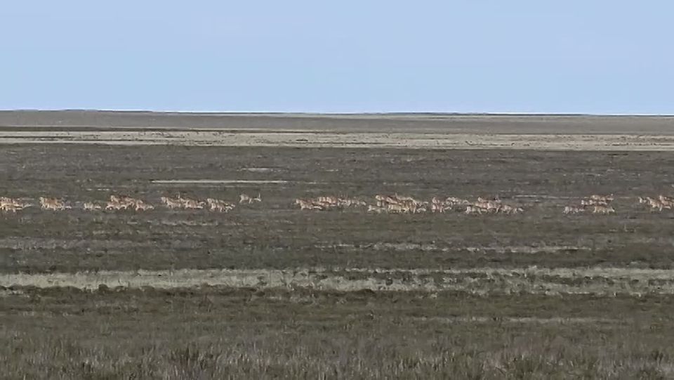 Сотрудники заповедника «Черные земли» поделились очередными кадрами