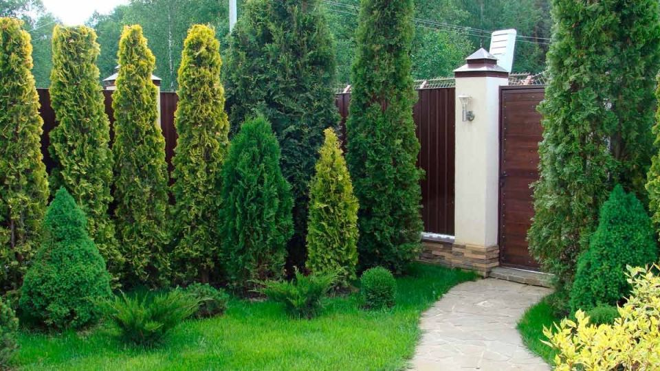 Новые правила по обрезке деревьев: как избежать споров с соседями