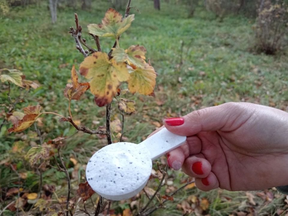 Секреты осенней подкормки смородины для щедрого урожая
