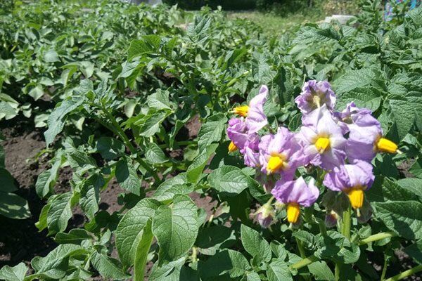 Картофель Вектор: новый фаворит на грядках российских огородников