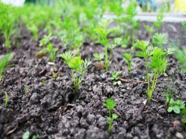 Эффективные секреты посева моркови для щедрого урожая