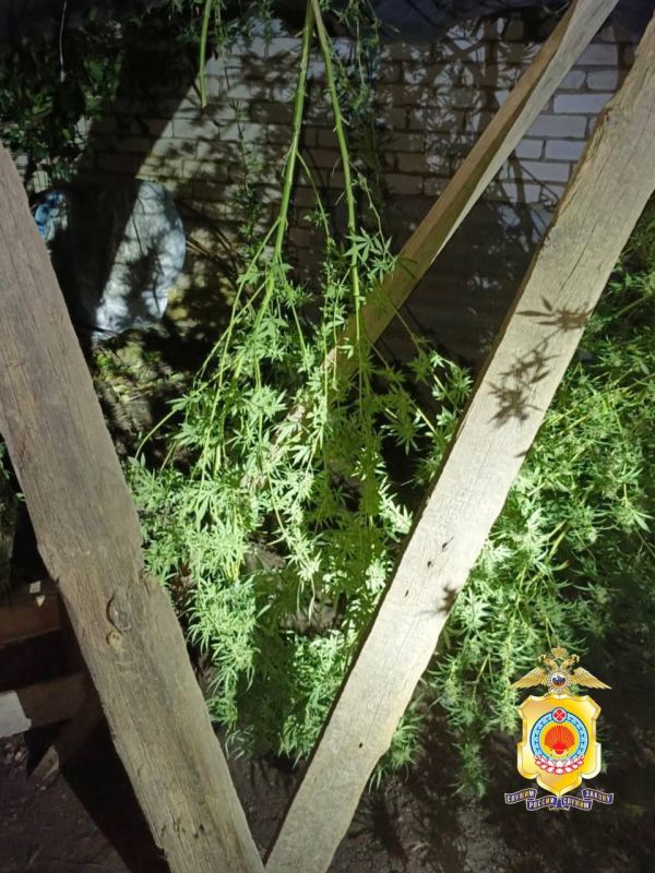 Сотрудниками полиции задержан 66-летний элистинец, подозреваемый в незаконном обороте наркотиков