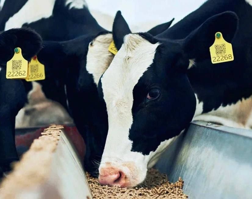 Об ответственности за отсутствие маркировки у животных