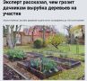 Штрафы за вырубку деревьев на вашем участке: реальность или вымысел?