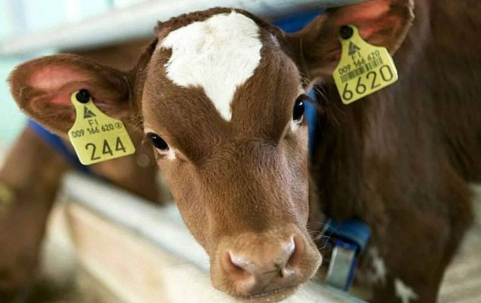 По результатам проверки прокуратуры Юстинского района выявлены многочисленные нарушения законодательства о ветеринарии в деятельности сельхозтоваропроизводителей