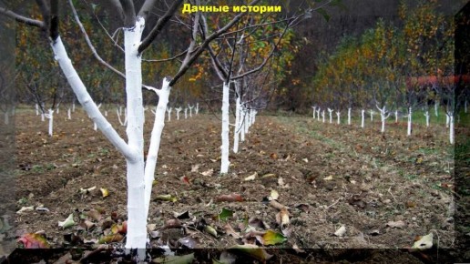 Осенняя побелка деревьев: как защитить свой сад