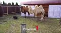 Калмыцкие верблюды нашли новый дом в Тульской области