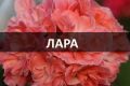 Пеларгонии Лара: новые звезды в мире комнатных растений