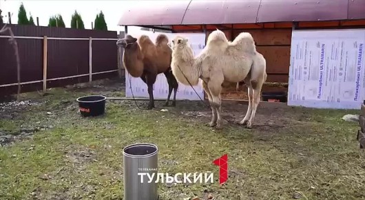 Калмыцкие верблюды нашли новый дом в Тульской области