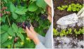 Секреты успешного ухода за ежевикой: 5 эффективных подкормок для щедрого урожая
