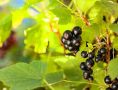 Как вернуть смородину к жизни: простые секреты успешной подкормки