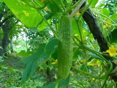 Как соседи могут повысить урожайность ваших огурцов