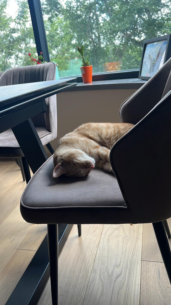 Содержать кошек выгоднее, чем собак