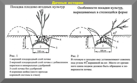 Октябрь в саду: секреты успешной посадки луковичных и уход за лилиями