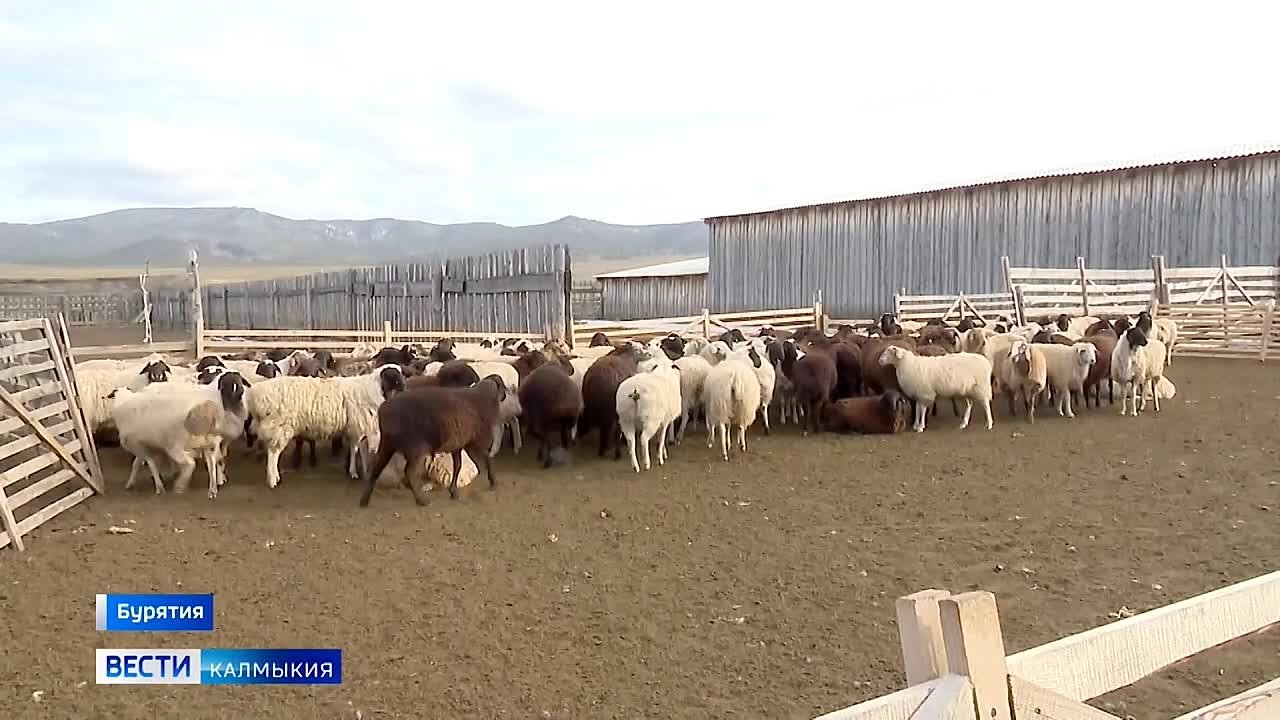 В Бурятию доставили племенной молодняк из Калмыкии, сообщили сегодня в Министерстве сельского хозяйства