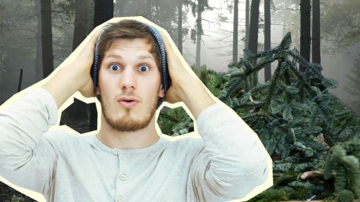 За еловый лапник дачникам грозит немаленький штраф: вот какие ветки нельзя заготавливать