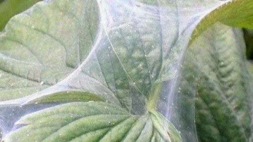 Как эффективно бороться с паутинным клещом: проверенные методы и новые решения