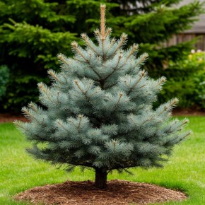 Как вырастить сосну на даче: легкий путь к зеленой мечте