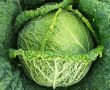 Савойская капуста: секреты успешного выращивания и ухода