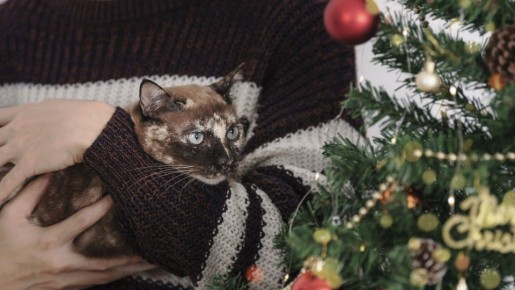 Исход может быть трагичным: что делать, если питомец проглотил «дождик»